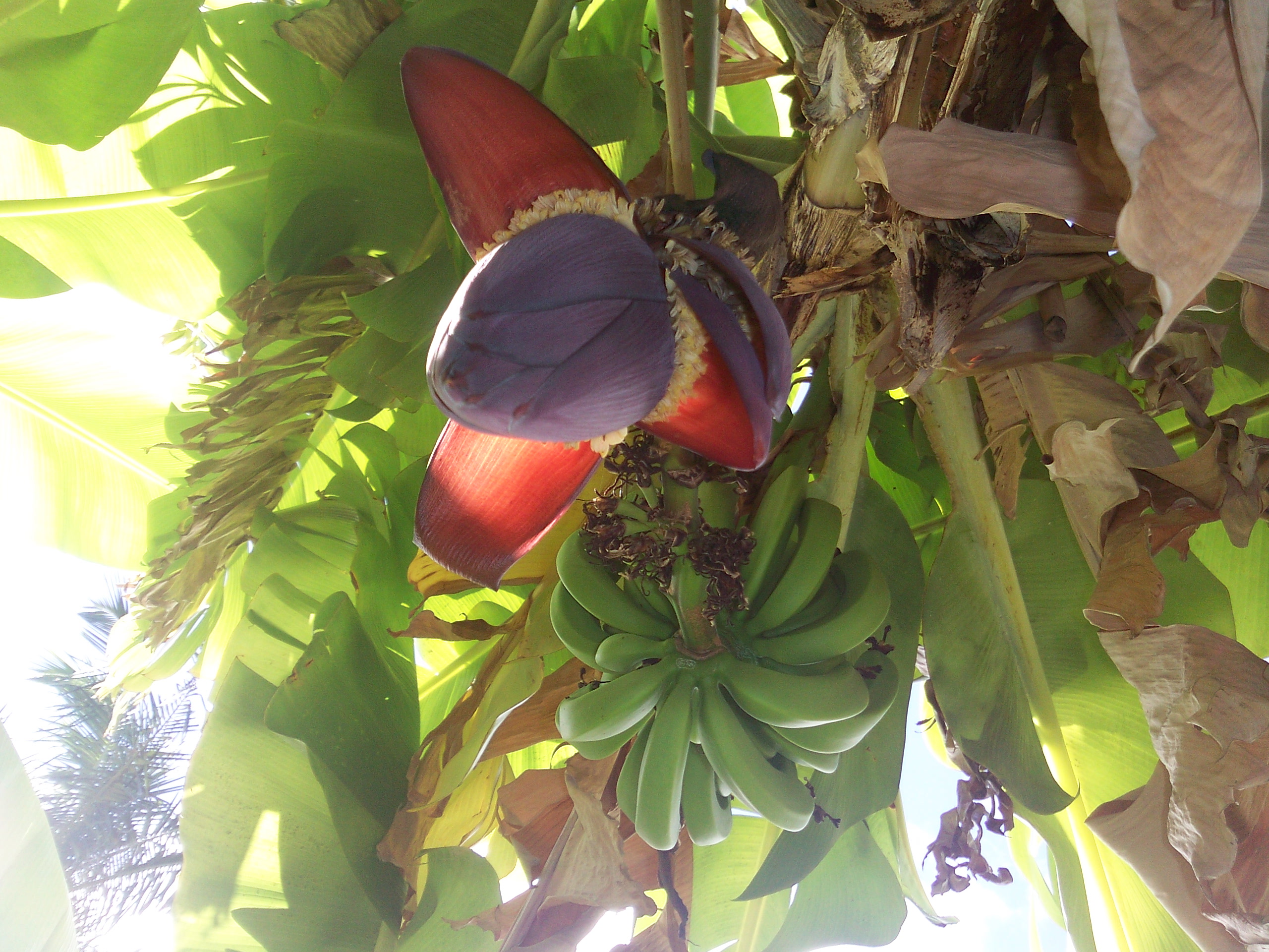 close-up of a banana  blossom I discovered by accident when I stopped to rest in a shade, on Maui