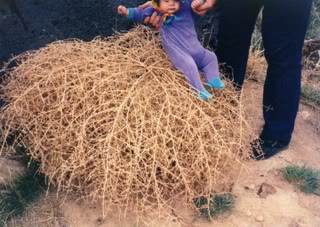 Tumbleweed, - Russian Thistle - DesertUSA