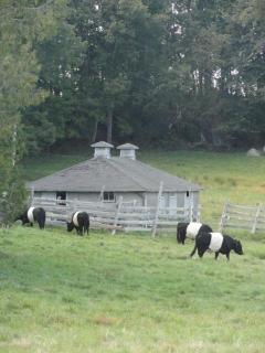 black and white cattle by a little barn in New Hampshire