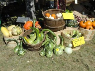 several kinds of squash, in display baskets, on the ground