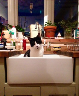 black and white cat in a deep kitchen sink