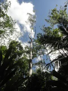 jungly trees from below with cloudy sky above