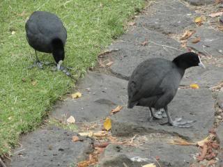  two birds eating on a lawn and stone walkway