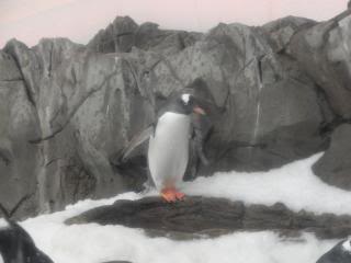 penguin on rocks, Melbourne Aquarium