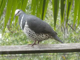 fat spotty wonga pigeon on a fence with tree fronds behind