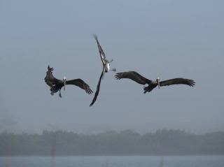 three pelicans in close flight
