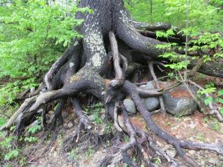 old tree with many roots above ground, growing around rocks