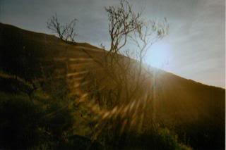  sun peeking over a hill and through a tree