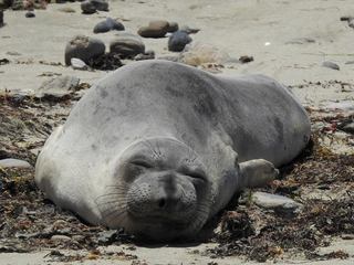  a sleepy seal