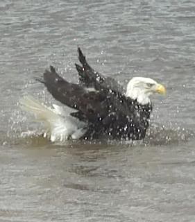  photo of eagle splashing in a river