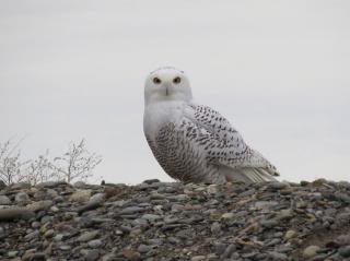 snowy owl against grey sky