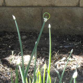 Egyptian tree onions